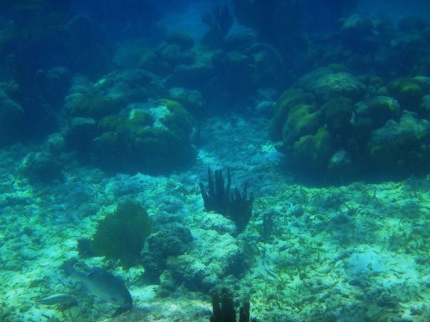 Coral-Reef-Rocks