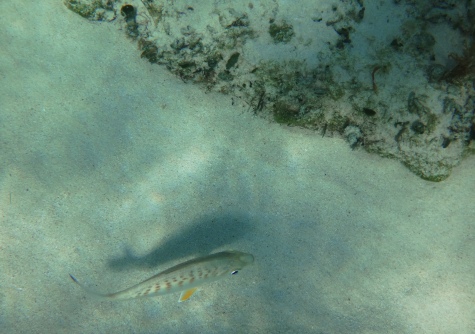 spotty fish-Cozumel
